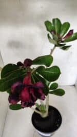 Planta Dobrada 3727 – 35cm – 03 anos - Imagem 4