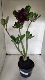 Planta Dobrada 3727 – 35cm – 03 anos - Imagem 8