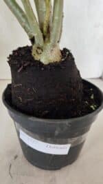 Planta Dobrada 3727 – 35cm – 03 anos - Imagem 7