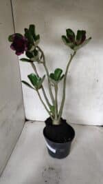 Planta Dobrada 3727 – 35cm – 03 anos - Imagem 6