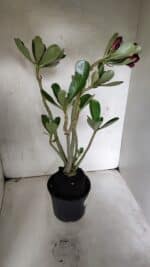 Planta Dobrada 3727 – 35cm – 03 anos - Imagem 5