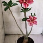 Planta Dobrada 3728 – 35cm – 03 anos
