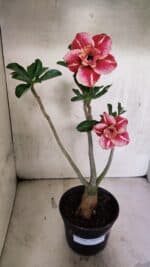 Planta Dobrada 3728 – 35cm – 03 anos