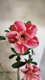 Planta Dobrada 3728 – 35cm – 03 anos - Imagem 3