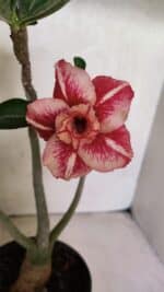 Planta Dobrada 3728 – 35cm – 03 anos - Imagem 4