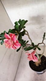 Planta Dobrada 3728 – 35cm – 03 anos - Imagem 5