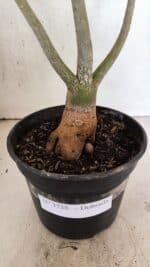 Planta Dobrada 3728 – 35cm – 03 anos - Imagem 8