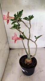 Planta Dobrada 3728 – 35cm – 03 anos - Imagem 7