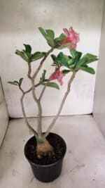 Planta Dobrada 3728 – 35cm – 03 anos - Imagem 6