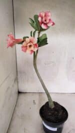 Planta Dobrada 3729 – 30cm – 02 anos - Imagem 2