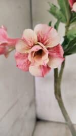 Planta Dobrada 3729 – 30cm – 02 anos - Imagem 5