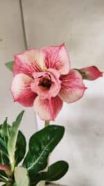 Planta Dobrada 3729 – 30cm – 02 anos - Imagem 8