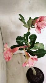 Planta Dobrada 3729 – 30cm – 02 anos - Imagem 6