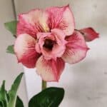 Planta Dobrada 3729 – 30cm – 02 anos