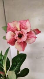 Planta Dobrada 3729 – 30cm – 02 anos