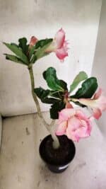 Planta Dobrada 3729 – 30cm – 02 anos - Imagem 4