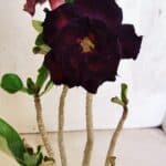 Planta Dobrada 3730 – 30cm – 02 anos