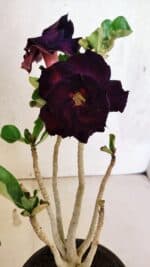 Planta Dobrada 3730 – 30cm – 02 anos