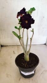 Planta Dobrada 3730 – 30cm – 02 anos - Imagem 2