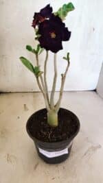 Planta Dobrada 3730 – 30cm – 02 anos - Imagem 5