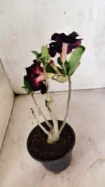 Planta Dobrada 3730 – 30cm – 02 anos - Imagem 4