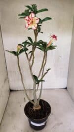 Planta Dobrada 3731 – 35cm – 03 anos - Imagem 2