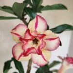 Planta Dobrada 3731 – 35cm – 03 anos