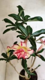 Planta Dobrada 3731 – 35cm – 03 anos - Imagem 4