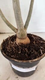 Planta Dobrada 3731 – 35cm – 03 anos - Imagem 6