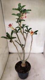 Planta Dobrada 3731 – 35cm – 03 anos - Imagem 5