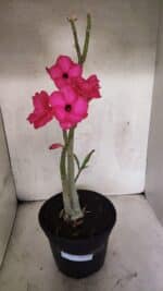 Planta Dobrada 3732 – 40cm – 03 anos - Imagem 2