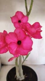 Planta Dobrada 3732 – 40cm – 03 anos