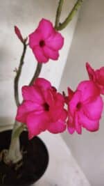 Planta Dobrada 3732 – 40cm – 03 anos - Imagem 5