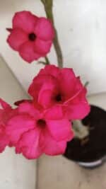 Planta Dobrada 3732 – 40cm – 03 anos - Imagem 3