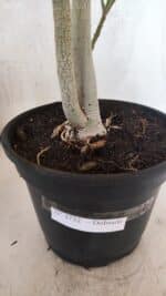 Planta Dobrada 3732 – 40cm – 03 anos - Imagem 10