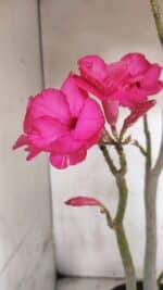 Planta Dobrada 3732 – 40cm – 03 anos - Imagem 6