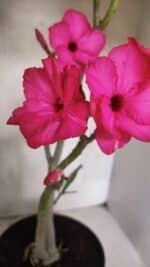 Planta Dobrada 3732 – 40cm – 03 anos - Imagem 8