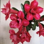 Planta Dobrada 3733 – 35cm – 03 anos