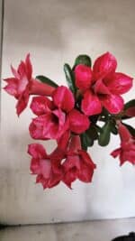 Planta Dobrada 3733 – 35cm – 03 anos