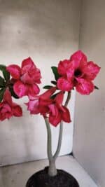 Planta Dobrada 3733 – 35cm – 03 anos - Imagem 11