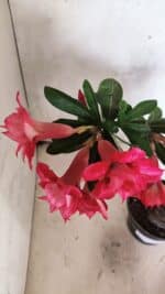 Planta Dobrada 3733 – 35cm – 03 anos - Imagem 10