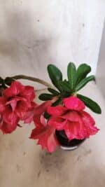 Planta Dobrada 3733 – 35cm – 03 anos - Imagem 6