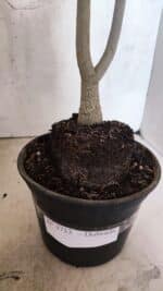 Planta Dobrada 3733 – 35cm – 03 anos - Imagem 9