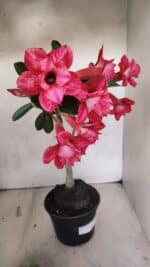 Planta Dobrada 3733 – 35cm – 03 anos - Imagem 8