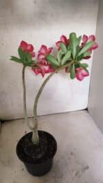 Planta Dobrada 3733 – 35cm – 03 anos - Imagem 7
