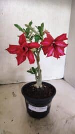 Planta Dobrada 3734 – 30cm – 01 ano - Imagem 2