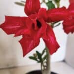 Planta Dobrada 3734 – 30cm – 01 ano