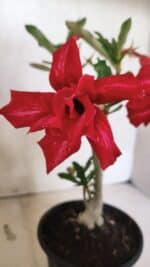 Planta Dobrada 3734 – 30cm – 01 ano