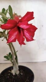 Planta Dobrada 3734 – 30cm – 01 ano - Imagem 4