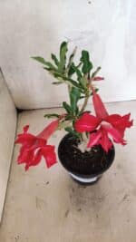 Planta Dobrada 3734 – 30cm – 01 ano - Imagem 8